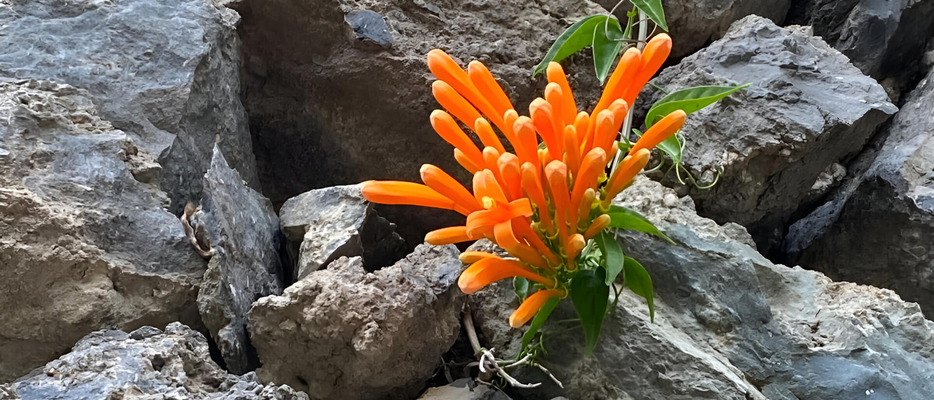 Flor naranja vibrante simbolizando crecimiento y resiliencia.
